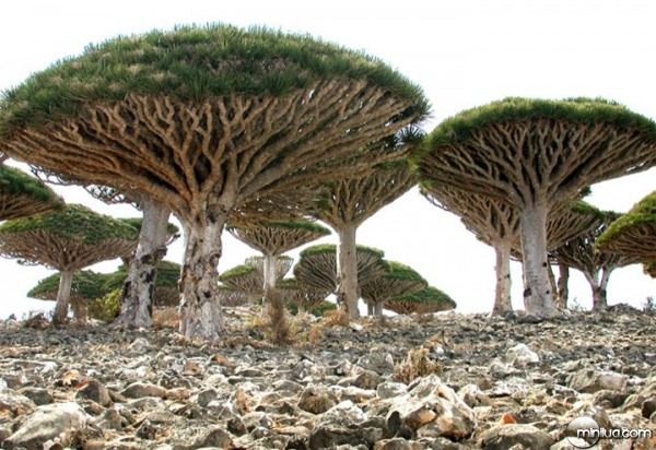02-A-Ilha-Socotra1-600x411