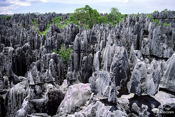 A-floresta-de-pedra-de-Madagascar-2