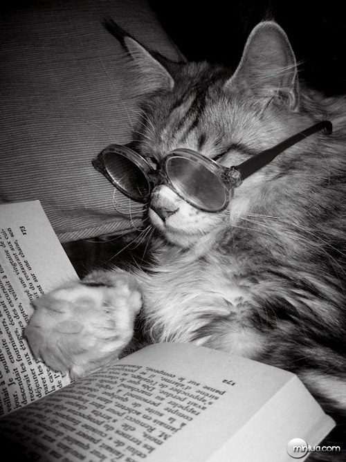 cat_books_640_18[5]