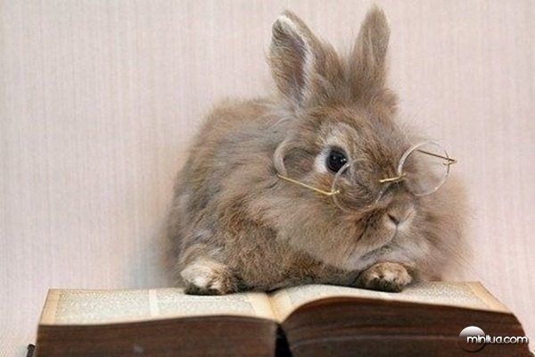 this-bunny-just-took-a-break-from-his-homework-to-9485-1346360543-12[5]