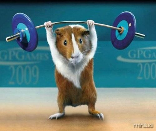 Weightlifting_Guinea_Pig-1md