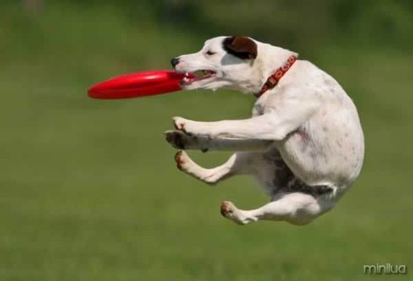 dog-picture-photo-catches-frisbee-jump