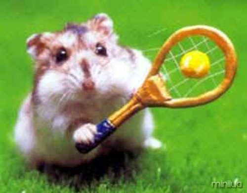 hamster_tennis-12439