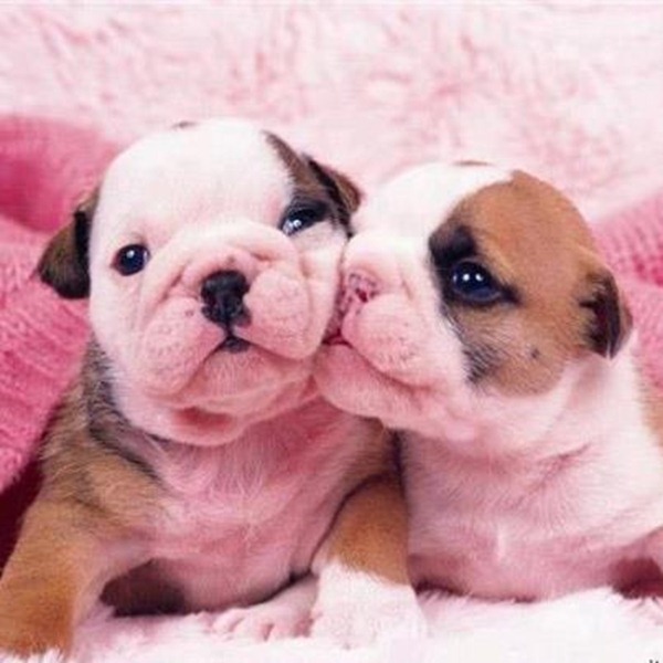 43 - dois cachorrinhos bebes se beijando filhotefofo.blogspot.com.br