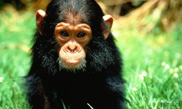 galeria-filhotes-fofos-chimpanze