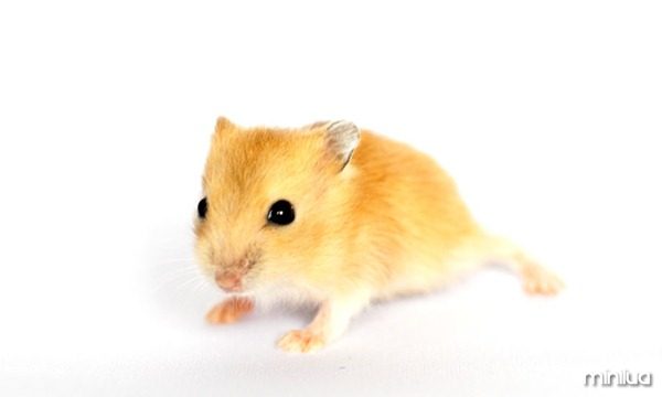 galeria-filhotes-fofos-hamster