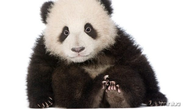 galeria-filhotes-fofos-panda