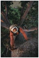 In order to climb such giant trees, Bahadur cuts steps with an axe blade. Certain nests can be 40 metres high.<br /><br /><br />
Pour escalader les arbres geants, Bahadur Raji taille des marches avec un fer de hache. Les nids d abeille sont situes parfois a plus de 40 metres de hauteur.<br /><br /><br />
