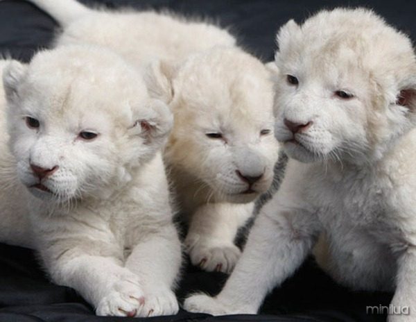 Three white lion cubs play at a wildlife zoo in Schloss-Holte Stukenbrock July 14, 2008. Both of the park's two rare white lionesses gave birth simultaneously to seven cubs on June 30. Three of the cubs are being hand-fed after their mother rejected them. REUTERS/Alex Grimm (GERMANY)