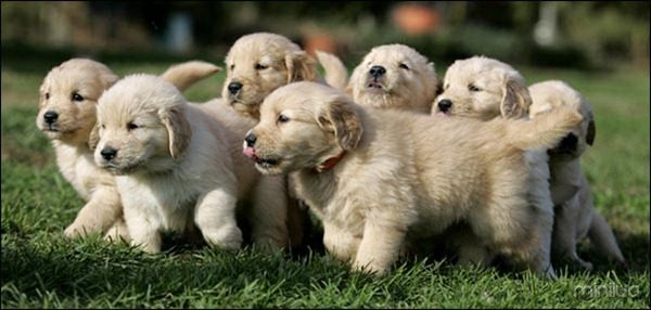 A litter of seven golden retriever puppies trots across the lawn at Mountain View Kennels in Williamsburg, Pa., Wednesday, Nov. 2, 2005. Mountain View Kennels, a respected breeder, will face the same regulations as the notorious puppy mills as members of Congress begin to tackle the puppy mill issue Tuesday during a Senate Agriculture Subcommittee on Research, Nutrition and General Legislation. (AP Photo/Carolyn Kaster)