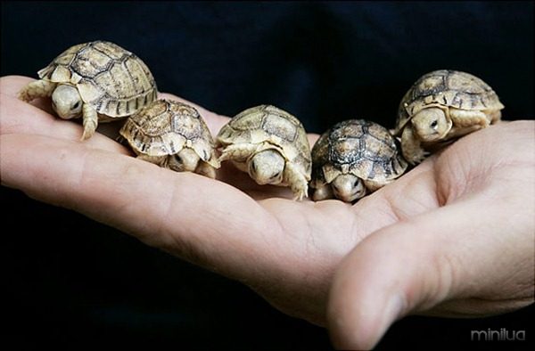 An animal expert holds five new born Testudo Kleinmanni, knows as "Egyptian tortoises" at Rome's Zoo, Thursday, May 17, 2007. These endangered tortoises were recently born in Rome after their parents were confiscated with some 300 others tortoises discovered in luggage arriving from Libya by Italian park guards during an inspection at an Italian airport in 2005. (AP Photo/Pier Paolo Cito) Original Filename: APTOPIX_ITALY_LIBYA_BABY_TORTOISES_PPC102.jpg