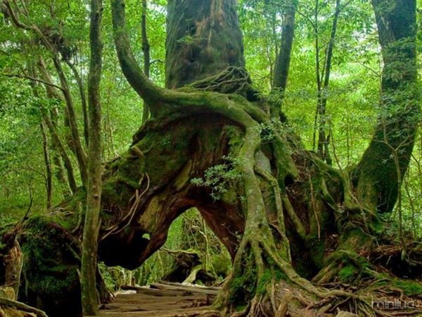 some-trees-are-giant-in-yakushima