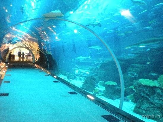 dubai-aquarium-underwater