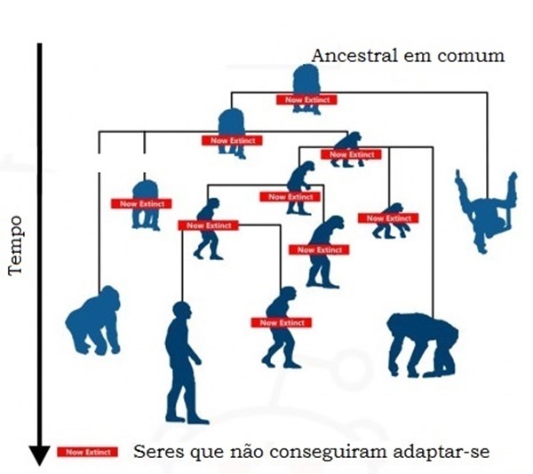Homem evolui mais devagar que macaco, diz estudo - 24/10/2013