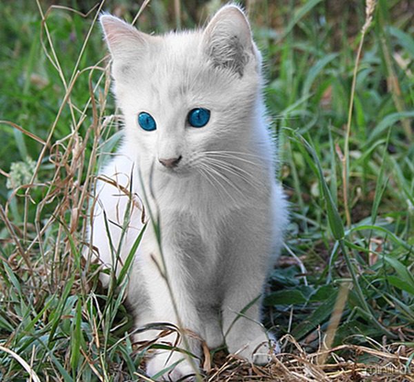albino_cat_3sfw