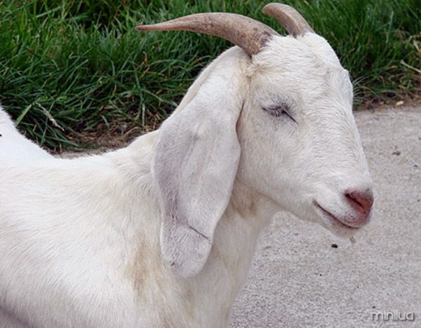 albino_goat_1sfw