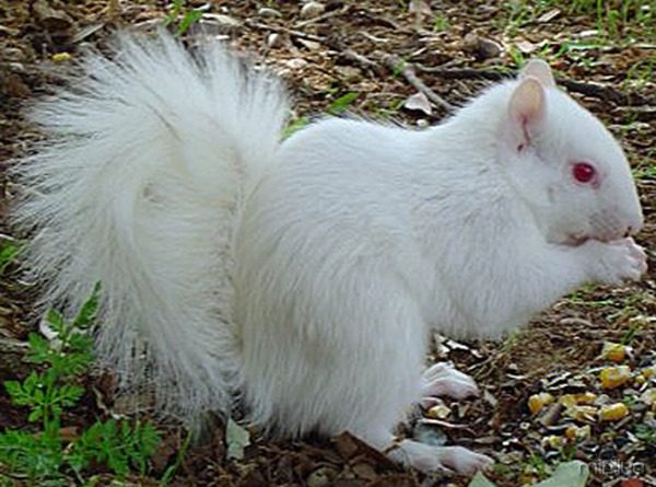 albino_squirrel_5sfw
