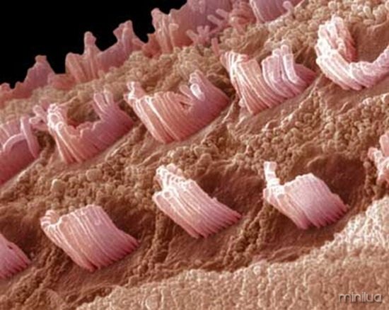 celulas ciliadas do ouvido