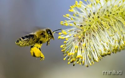 pollen-bee-flying