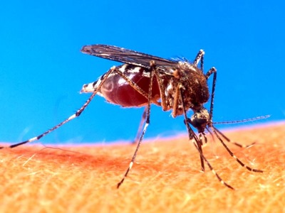 Mosquito-da-Dengue---Um-abraco---Drauzio-Milagres---O-Mundo-no-Seu-Dia-a-Dia-771040