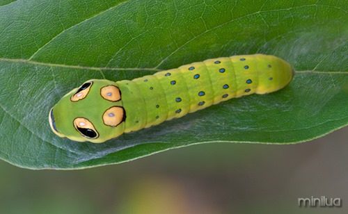 Spicebush-Swallowtail-Caterpillar_6729