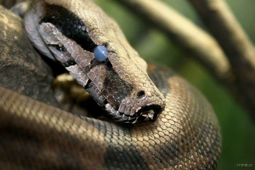 A história do Snake, o 'Jogo da Cobrinha' - Minilua