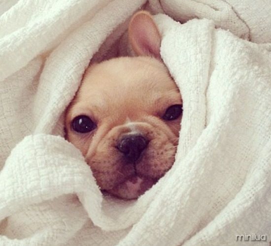 snuggly-cute-puppy