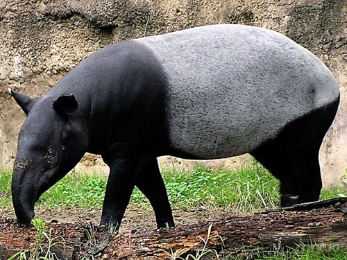 m-tapir_img01-l