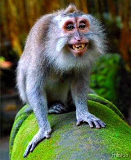 macaco-sorrindo7