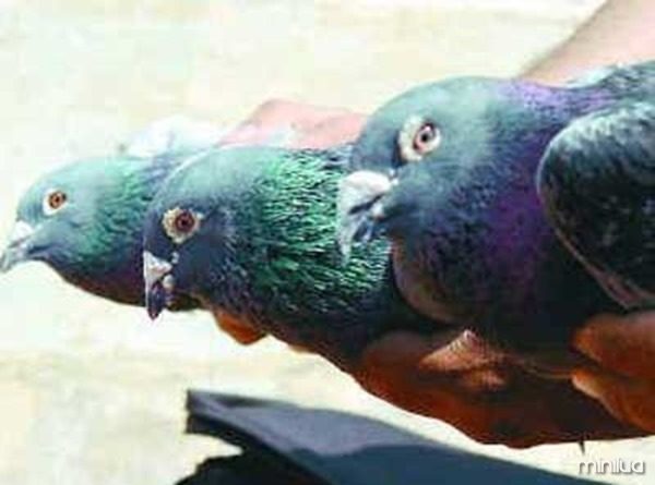 pigeons-tm