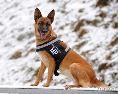 German_Shepherd_Dog_in_Lithuanian_Army
