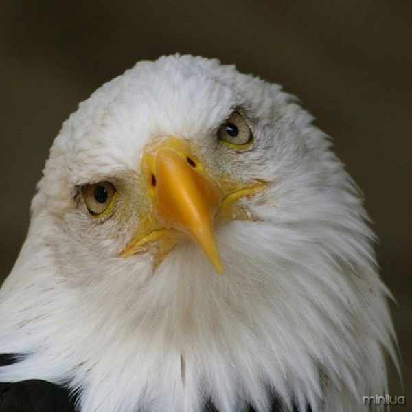 aguia