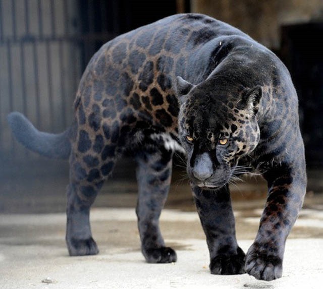 black-leopard-panther-jaguar-melanistic-big-cat