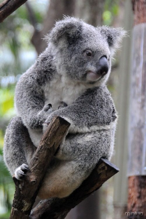 coala-bicho-lindo-e-preguicoso
