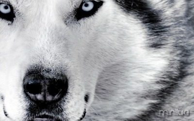 white-wolf