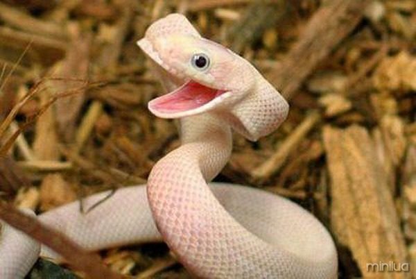 happy-snake-baby