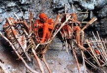 A caverna dos corpos queimados