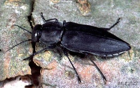 Melanophila-Beetles-e1381342934448