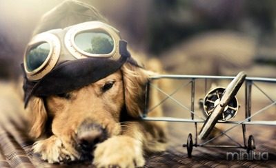 cachorro-aviador-wallpaper