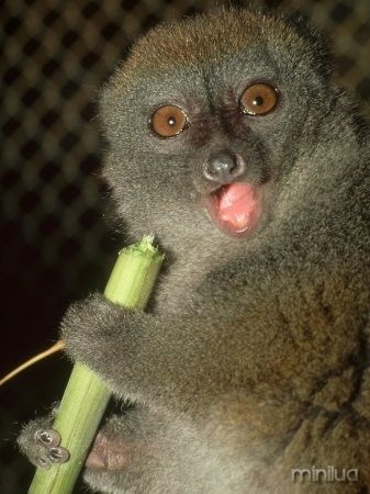 haring-david-bamboo-lemur-feeding-on-bamboo