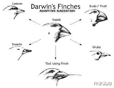 darwin_finches