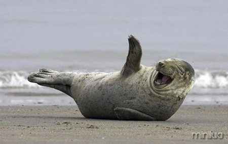 laughing-seal-on-beach