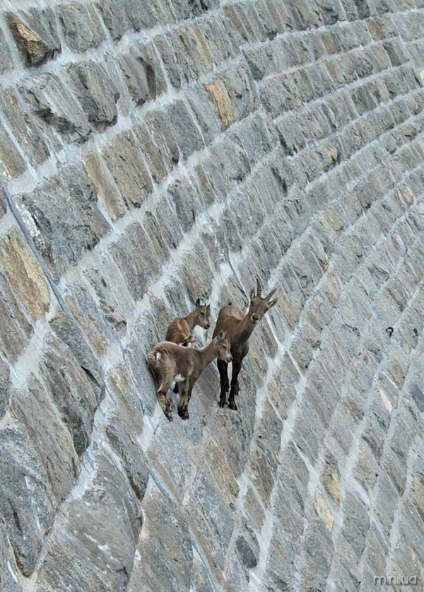 crazy-goats-on-cliffs-5