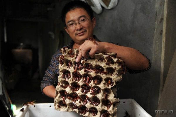 JINAN, CHINA, SEPTEMBER 27, 2013: Wang Fuming, owner of the Shandong Xin Da Ground Beetle Farm, with some of his cockroaches. (Wang Xuhua/ for the Times)