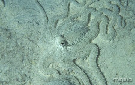 mimic-octopus