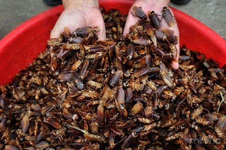 JINAN, CHINA, SEPTEMBER 27, 2013: Dried cockroaches are ready to be sold to pharmaceutical companies. (Wang Xuhua)