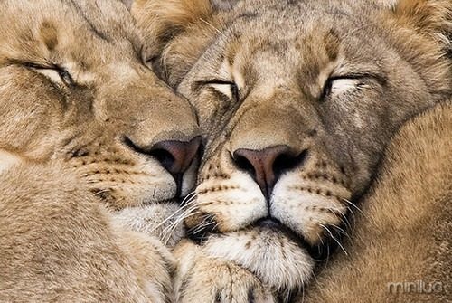 lion-love