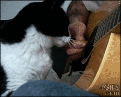 Plays-guitar-pets-cat