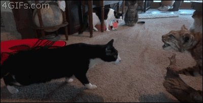 Stuffed-bobcat-cats-reaction