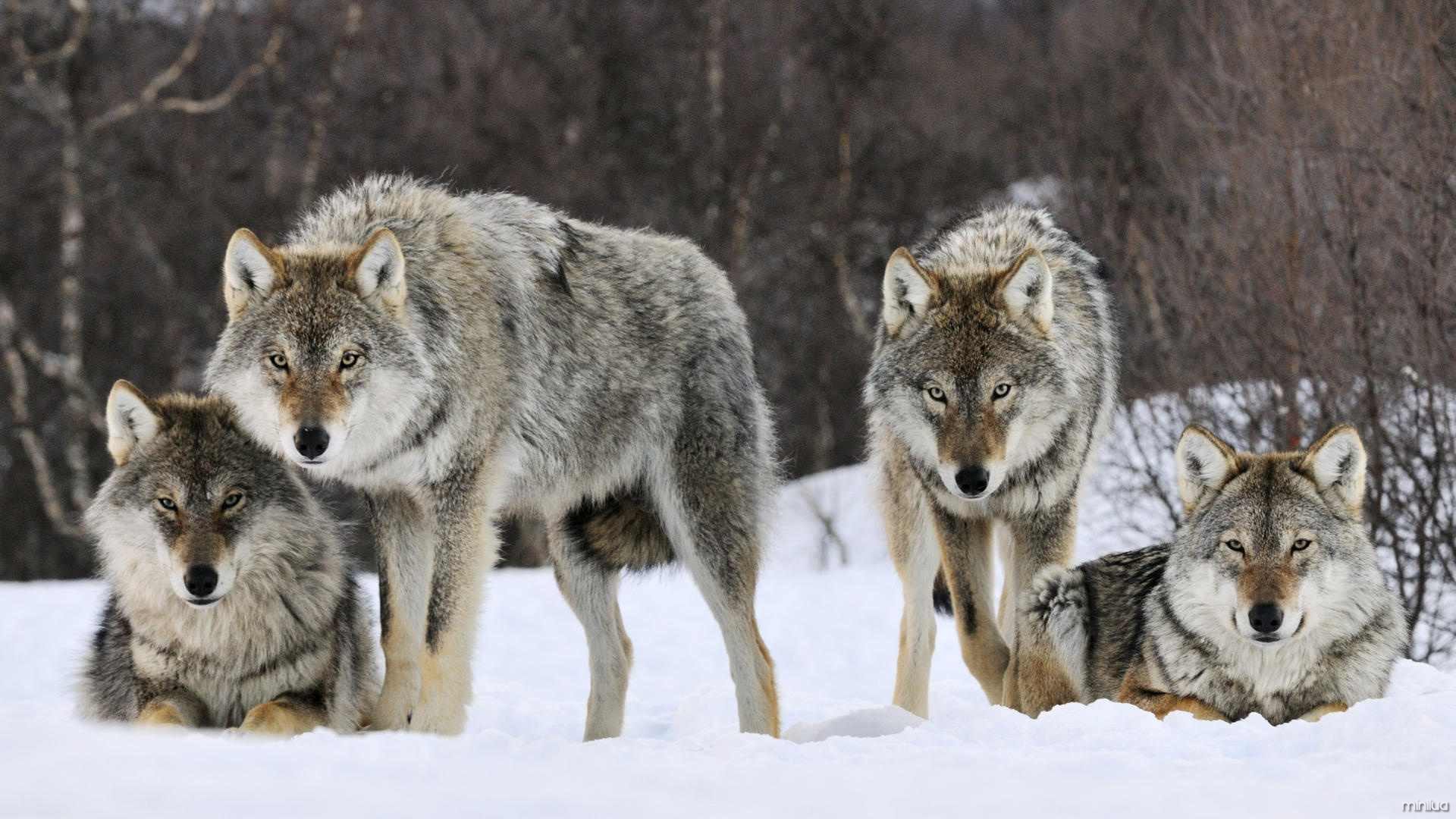 wolfpack-53018